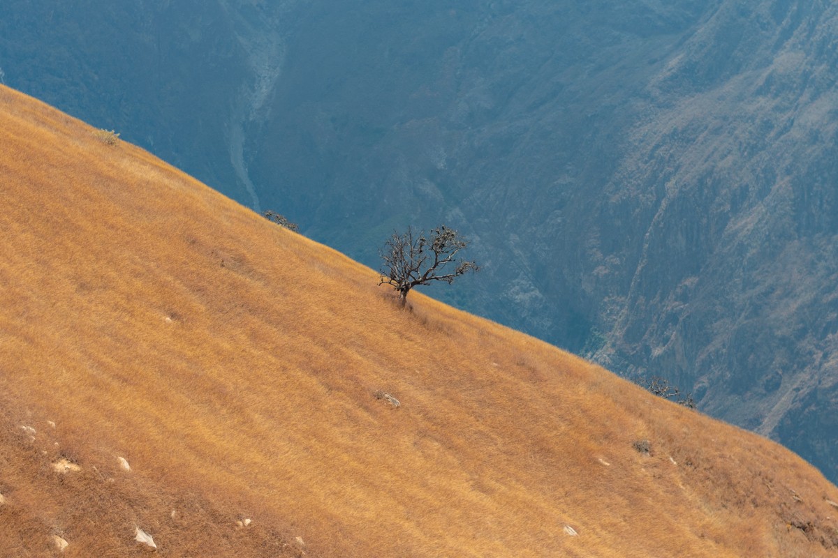 Arbol solitario en Choquequirao, agosto del 2024